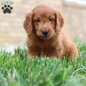 Fabian, Mini Goldendoodle Puppy